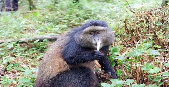 Rwanda Primate Magical Experience