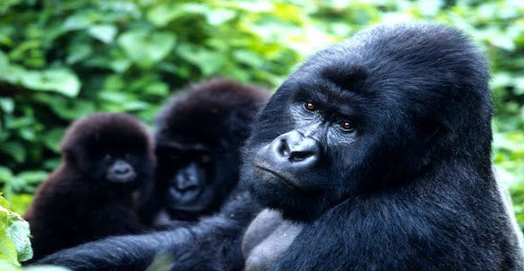 Rwanda Gorilla Experience